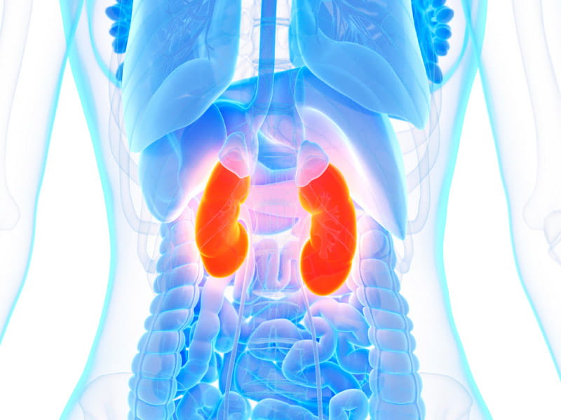 Visual representation of healthy kidney function.